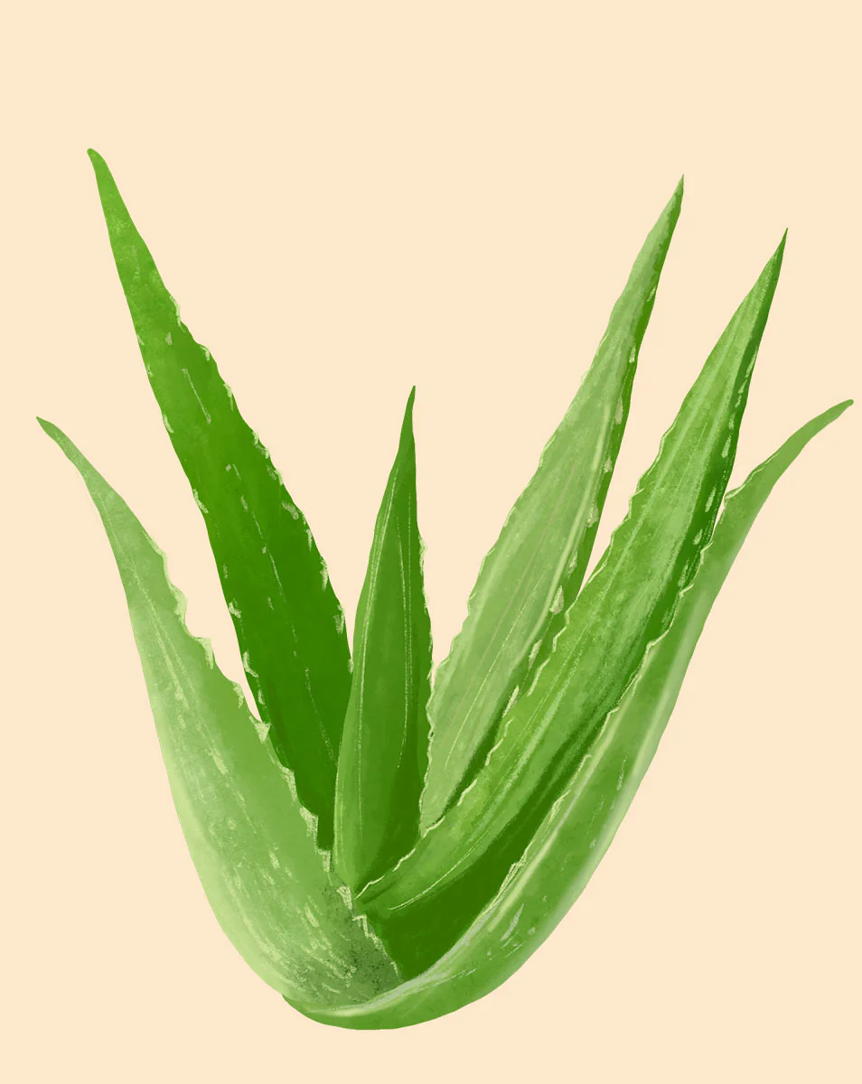 Aloe vera