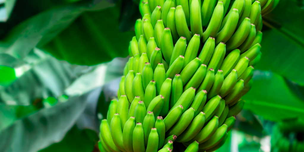Plátano